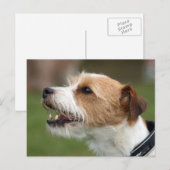jack russel doodsbang briefkaart (Voorkant / Achterkant)