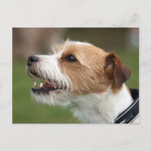 jack russel doodsbang briefkaart (Voorkant)