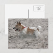 jack russel doodsbang briefkaart (Voorkant / Achterkant)