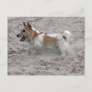 jack russel doodsbang briefkaart