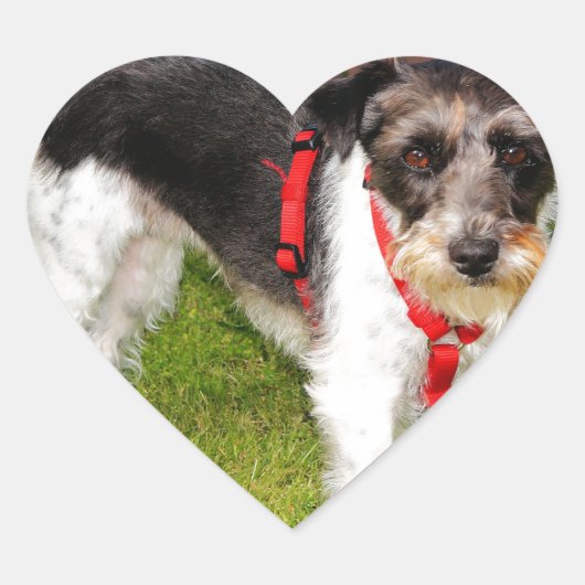 jack russel doodsbang hart sticker (Voorkant)