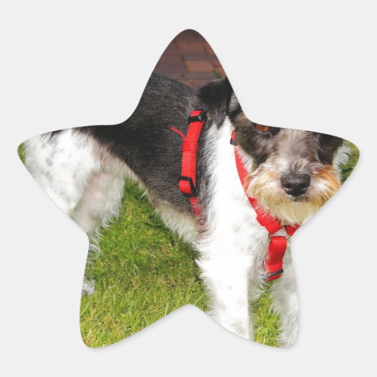 jack russel doodsbang ster sticker (Voorkant)