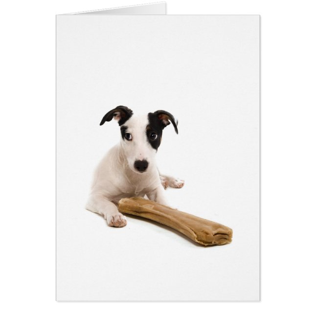 jack russel en zijn botten (Voorkant)