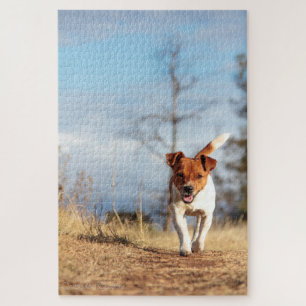 Jack Russel op de vlucht... Legpuzzel