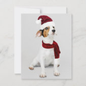 Jack Russel Puppy met kerstmuts Feestdagenkaart (Voorkant)