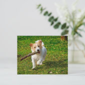 Jack Russel Terrier dog met foto van stokken Briefkaart (Staand voorkant)