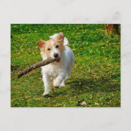 Jack Russel Terrier dog met foto van stokken Briefkaart