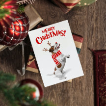 Jack Russel Terrier Hond Rode Neus Geweien Kerstmi