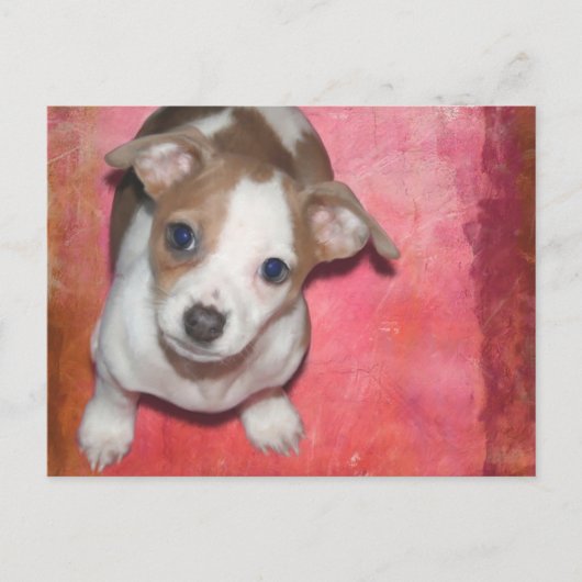 Jack Russel Terrier Puppy op Roze Briefkaart (Voorkant)
