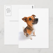 Jack Russell Briefkaart (Voorkant / Achterkant)
