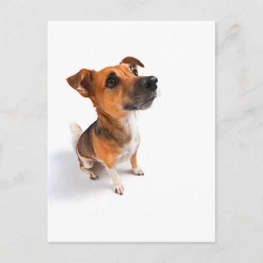 Jack Russell Briefkaart (Voorkant)