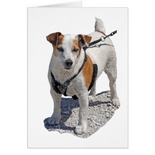 Jack Russell Dog