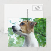 Jack Russell Dog Briefkaart (Voorkant / Achterkant)