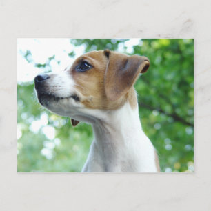 Jack Russell Dog Briefkaart