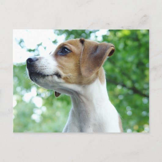 Jack Russell Dog Briefkaart (Voorkant)