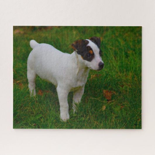 Jack Russell Dog. Legpuzzel (Horizontaal)