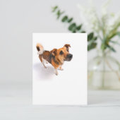 Jack Russell dooder Briefkaart (Staand voorkant)