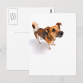 Jack Russell dooder Briefkaart (Voorkant / Achterkant)