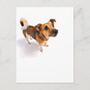 Jack Russell dooder Briefkaart