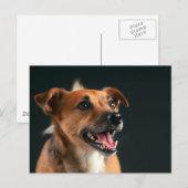 Jack Russell dooder Briefkaart (Voorkant / Achterkant)