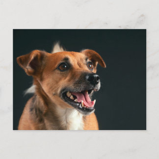 Jack Russell dooder Briefkaart