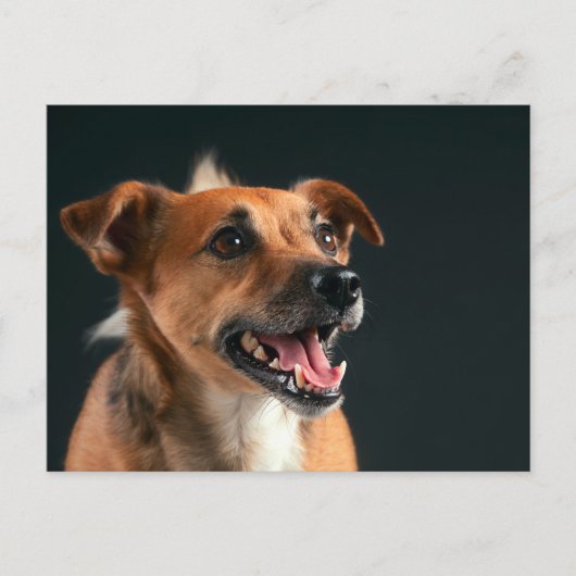 Jack Russell dooder Briefkaart (Voorkant)