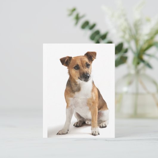 Jack Russell dooder Briefkaart (Staand voorkant)
