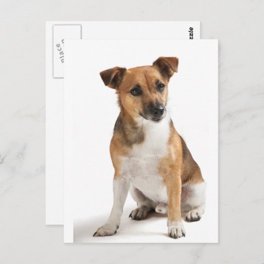 Jack Russell dooder Briefkaart (Voorkant / Achterkant)