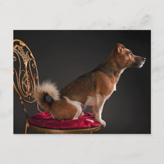 Jack Russell dooder Briefkaart