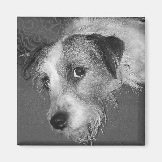 Jack Russell dooder Magneet (Voorkant)