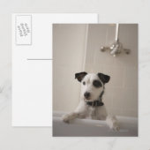 Jack russell doodsbang. briefkaart (Voorkant / Achterkant)
