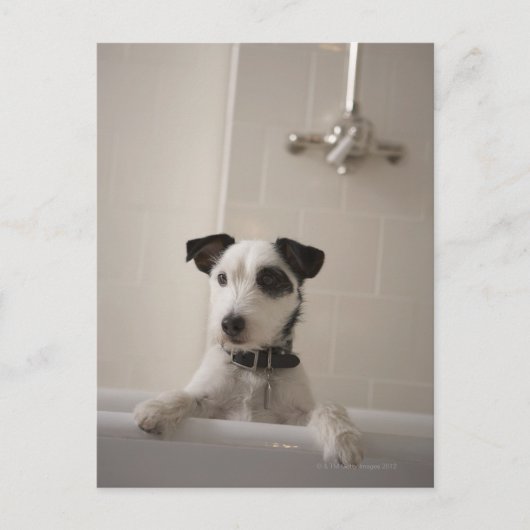 Jack russell doodsbang. briefkaart (Voorkant)