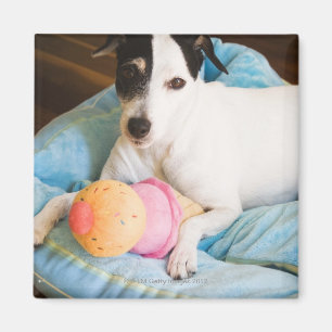 Jack russell doodsbang magneet