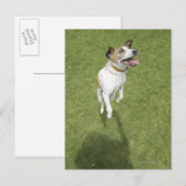 Jack russell doodssprong, verhoogd uitzicht briefkaart (Voorkant / Achterkant)