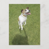 Jack russell doodssprong, verhoogd uitzicht briefkaart (Voorkant)