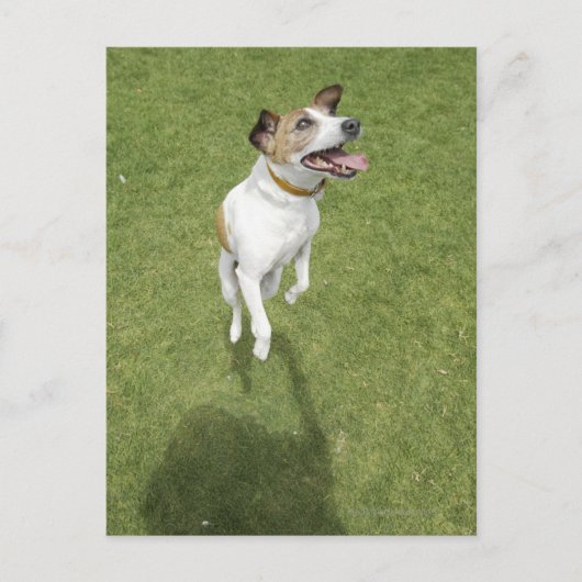 Jack russell doodssprong, verhoogd uitzicht briefkaart (Voorkant)