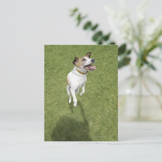 Jack russell doodssprong, verhoogd uitzicht briefkaart (Staand voorkant)