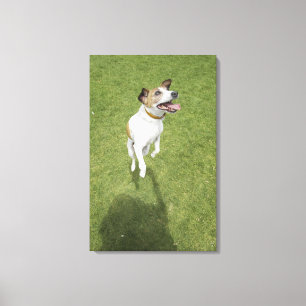 Jack russell doodssprong, verhoogd uitzicht canvas afdruk
