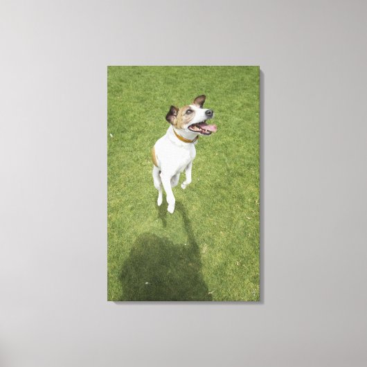 Jack russell doodssprong, verhoogd uitzicht canvas afdruk (Voorkant)