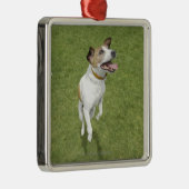 Jack russell doodssprong, verhoogd uitzicht metalen ornament (Rechts)