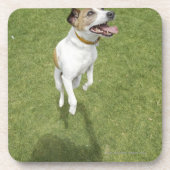 Jack russell doodssprong, verhoogd uitzicht onderzetter (Voorkant)