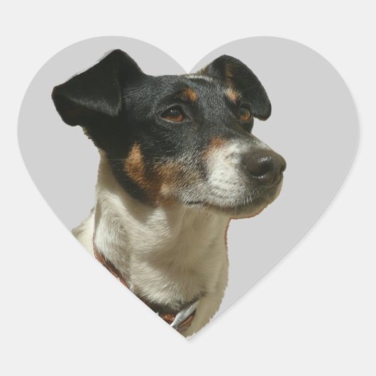 Jack Russell Hondenhart sticker (Voorkant)
