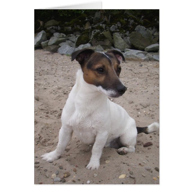Jack Russell klein Hund (Voorkant)