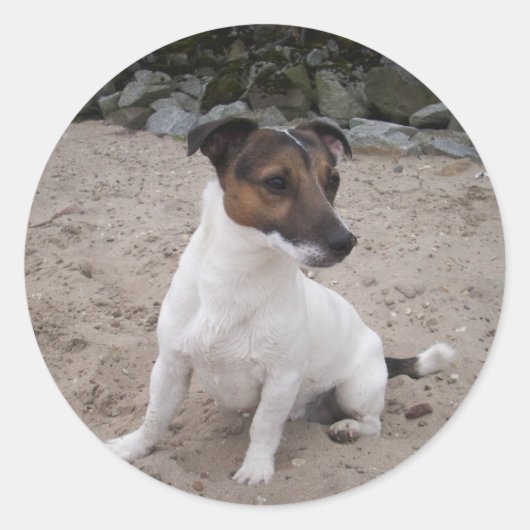 Jack Russell klein Hund Ronde Sticker (Voorkant)
