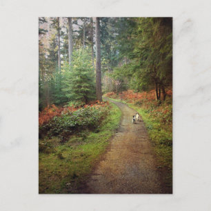 Jack Russell loopt in het Briefkaart