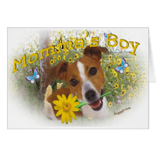 Jack Russell Momma's Boy