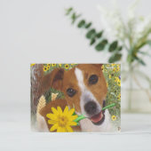 Jack Russell Momma's Boy Briefkaart (Staand voorkant)