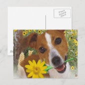 Jack Russell Momma's Boy Briefkaart (Voorkant / Achterkant)