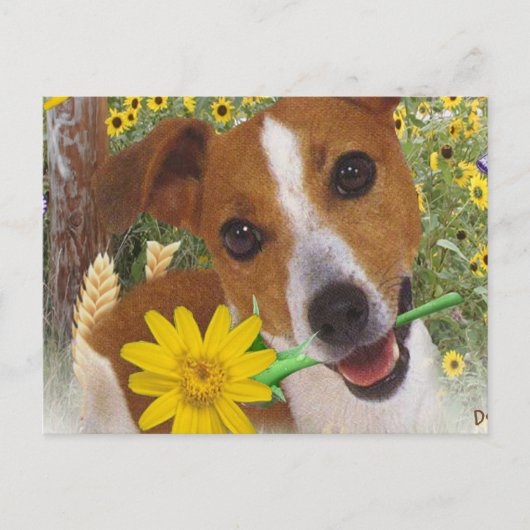 Jack Russell Momma's Boy Briefkaart (Voorkant)