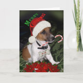 Jack Russell Naughty of leuke Kaarten (Voorkant)